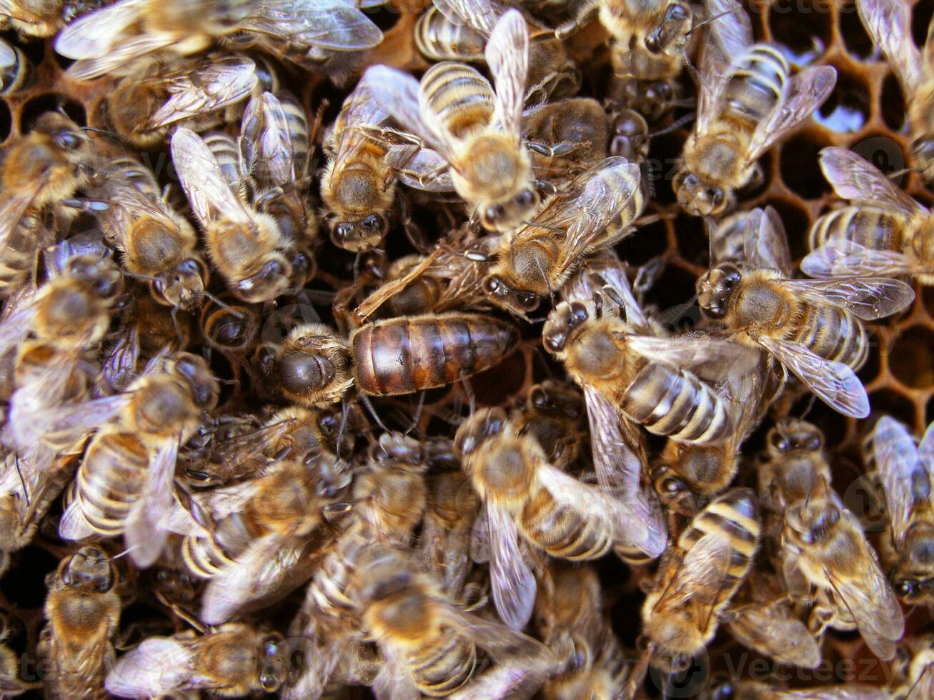 reine abeille dans centre. abeilles dans nid autour reine abeille. photo