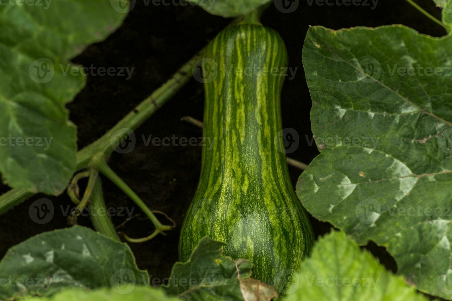 cucurbita pepo parmi le des buissons dans le jardin entouré par feuilles. vert ne pas mûr citrouille dans le jardin dans village. écologique agriculture. pur produit germé sur le placer. photo