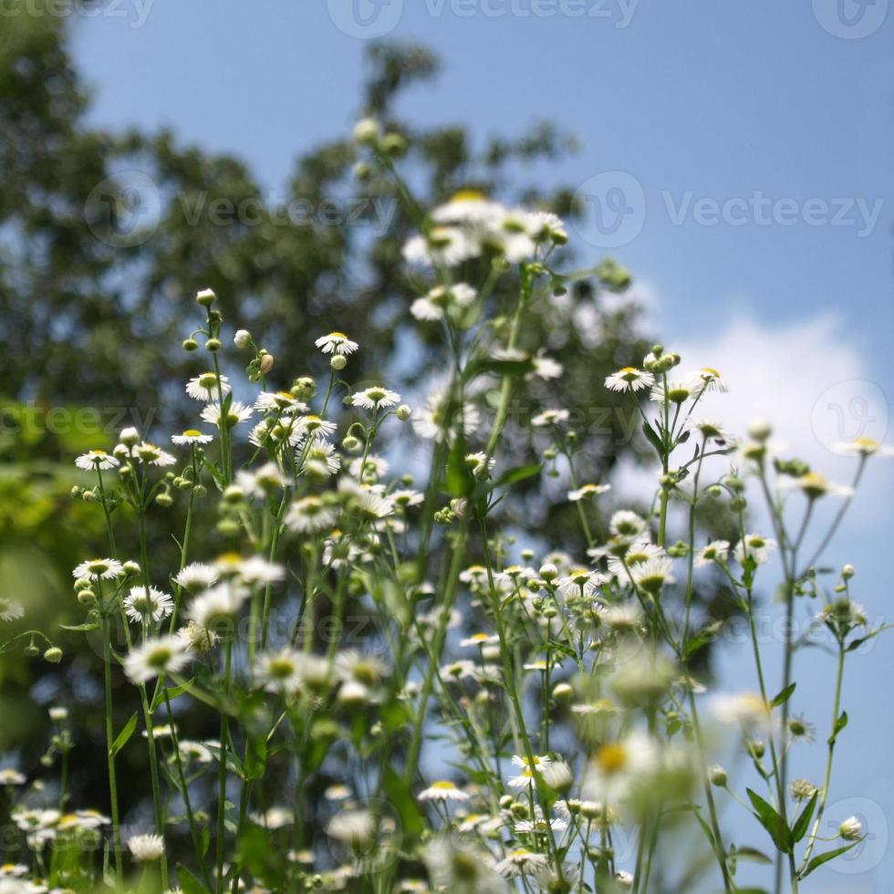 plante marguerite photo