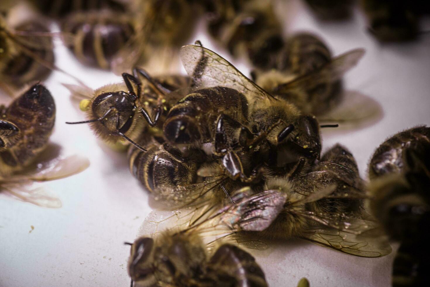 une mort abeille sur une blanc Contexte. infestation de les abeilles avec pesticides de le des champs, les acariens, ou autre maladies photo