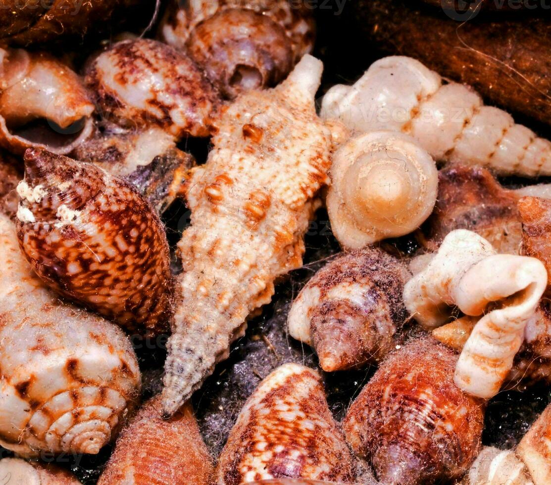 une pile de coquilles dans une panier photo