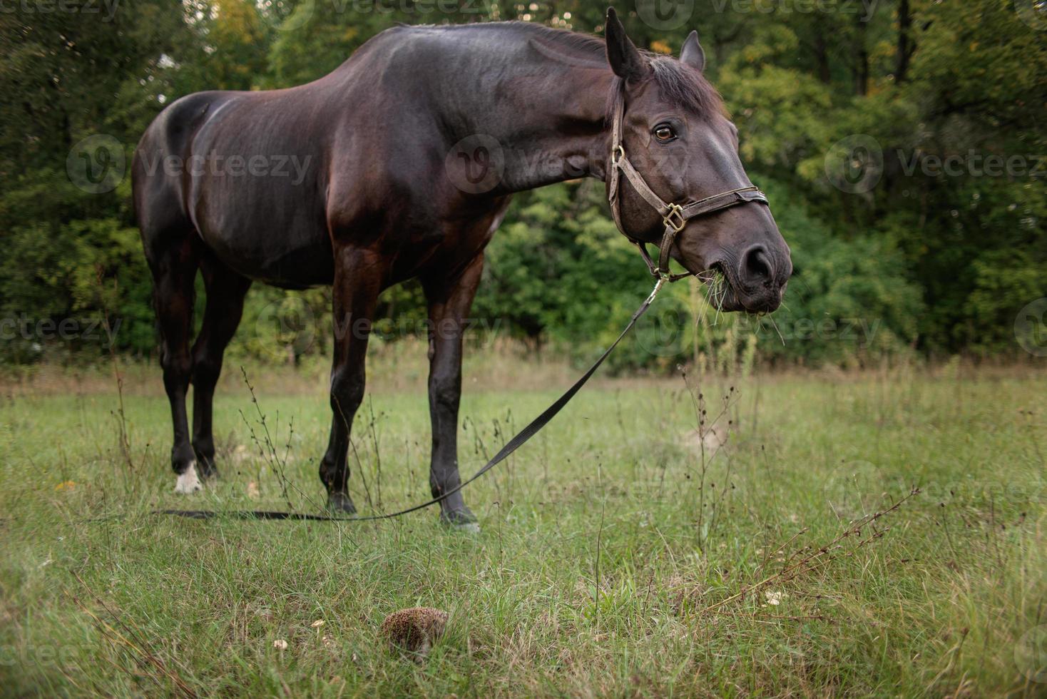 cheval brun paître sur une verte prairie d'été photo