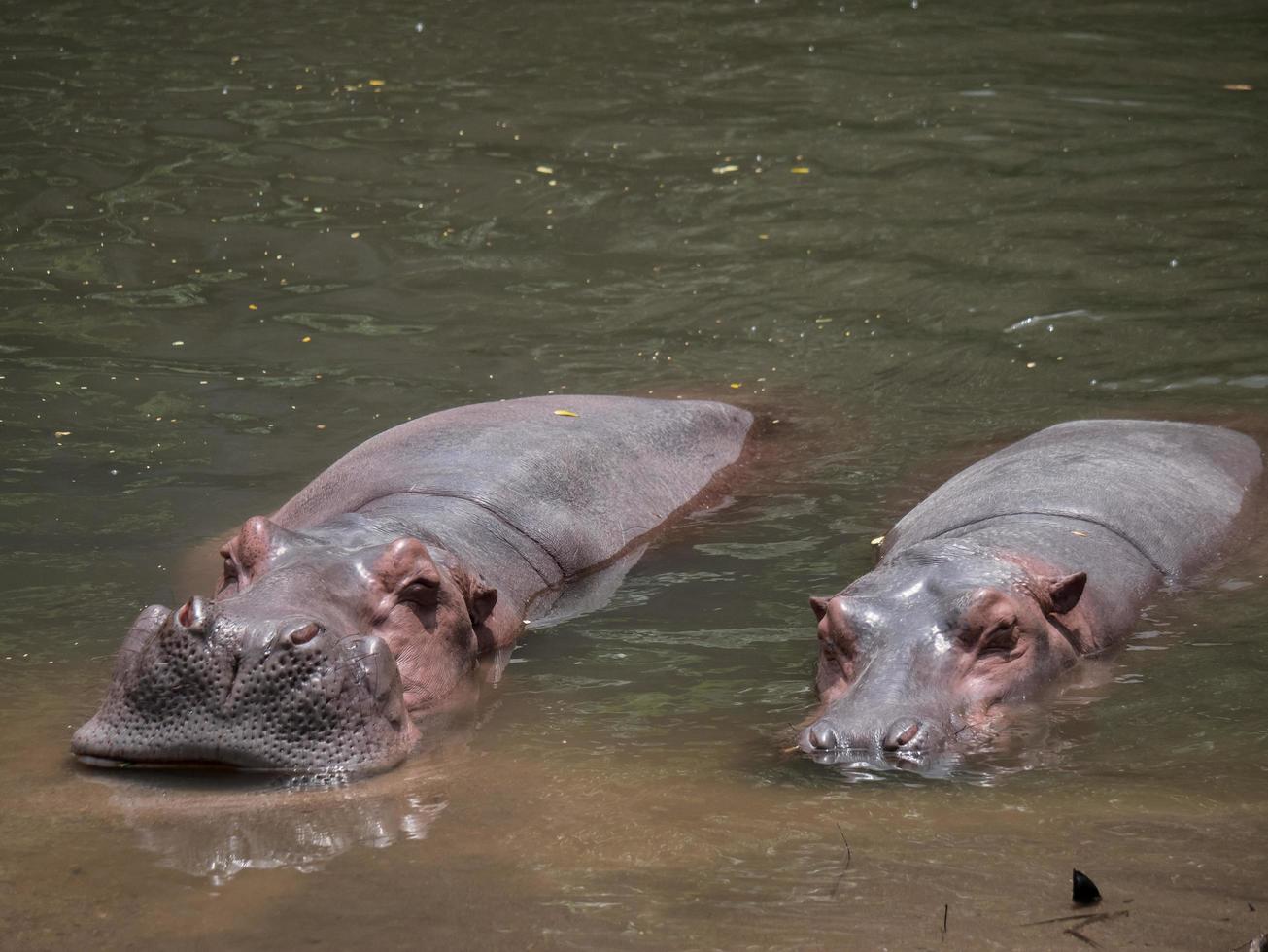 hippopotames dans l'eau photo
