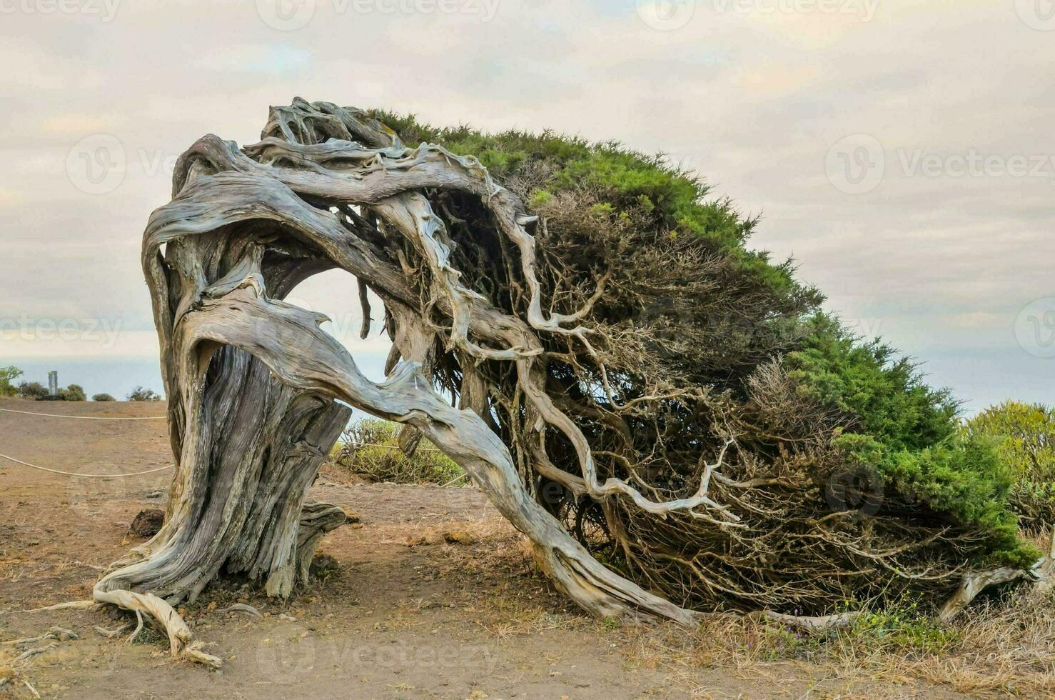 une arbre cette a été tordu par le vent photo