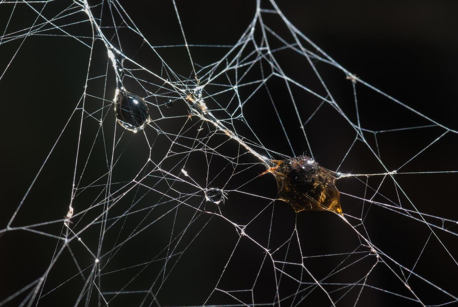 l'insecte était enveloppé dans de la soie d'araignée effrayante photo