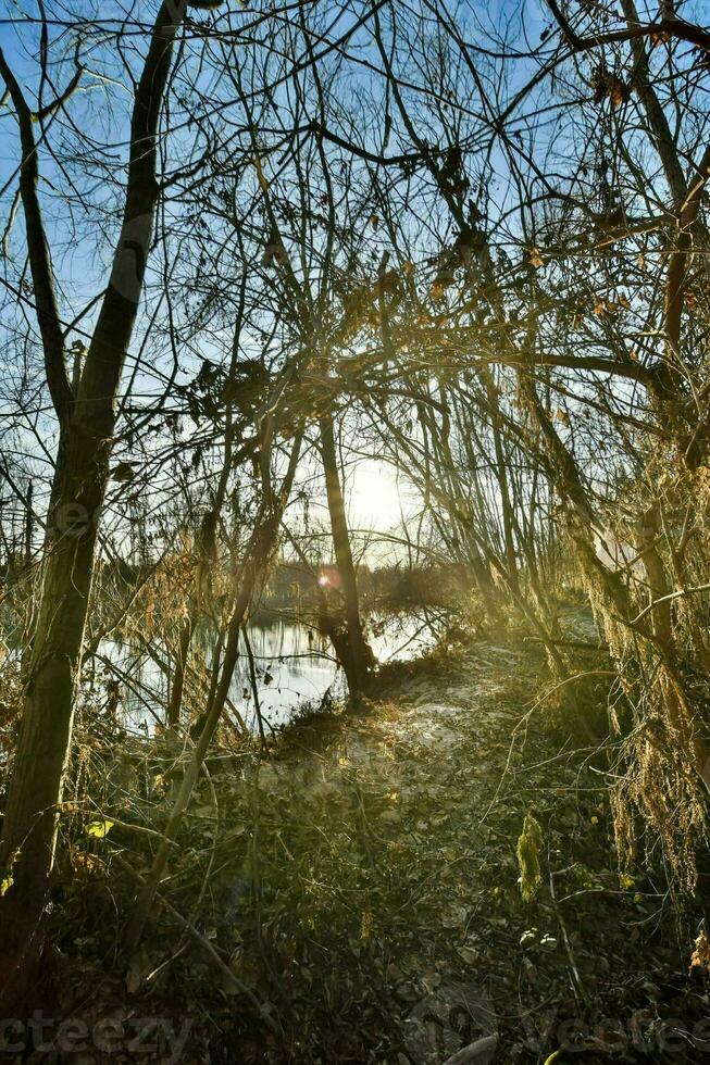 le Soleil brille par le des arbres dans une forêt photo