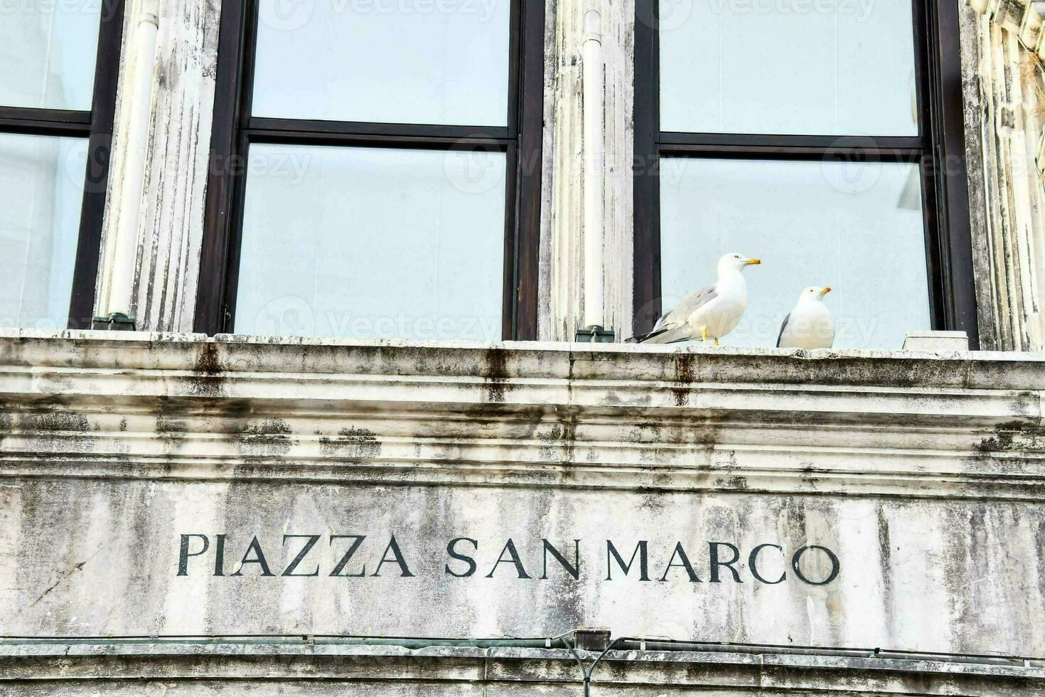 deux mouettes sur le fenêtre de une bâtiment dans Venise photo