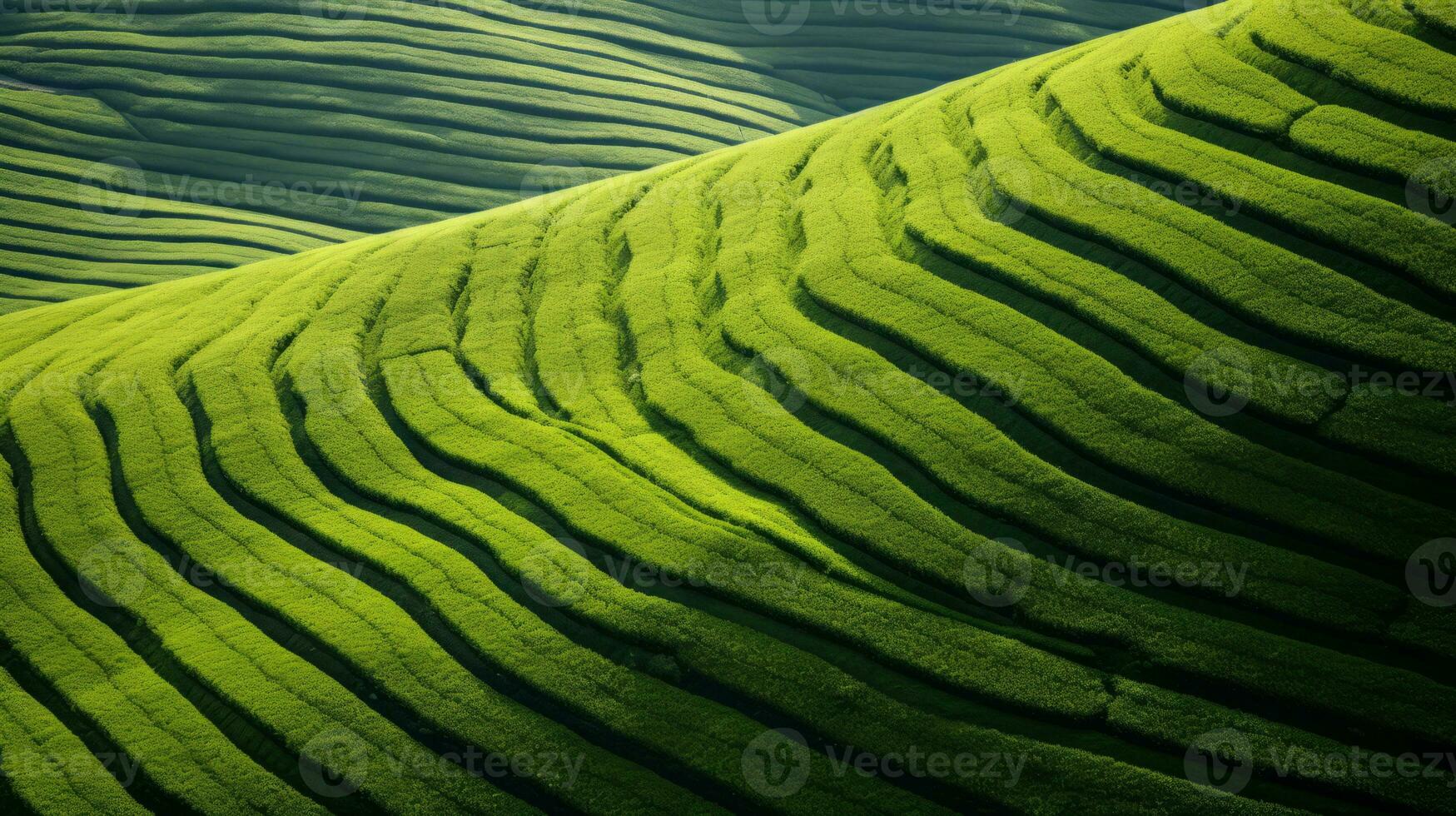 ai généré vert thé plantation, Haut vue texture photo