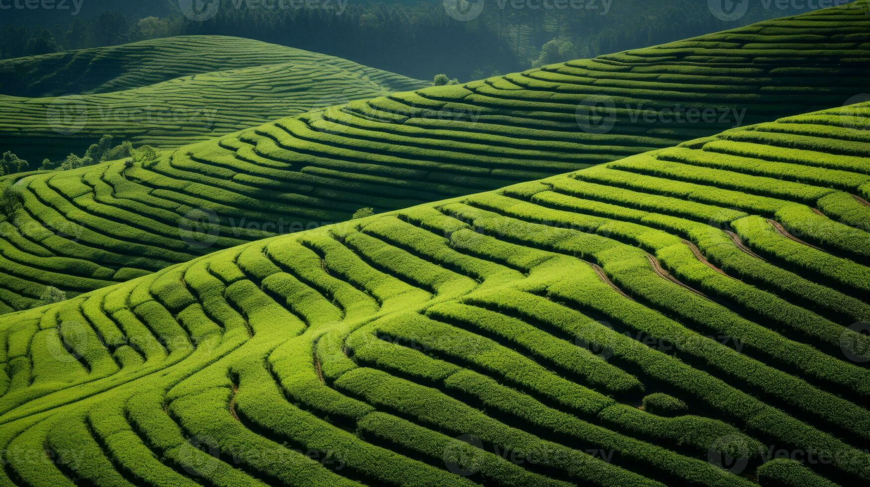 ai généré vert thé plantation, Haut vue texture photo