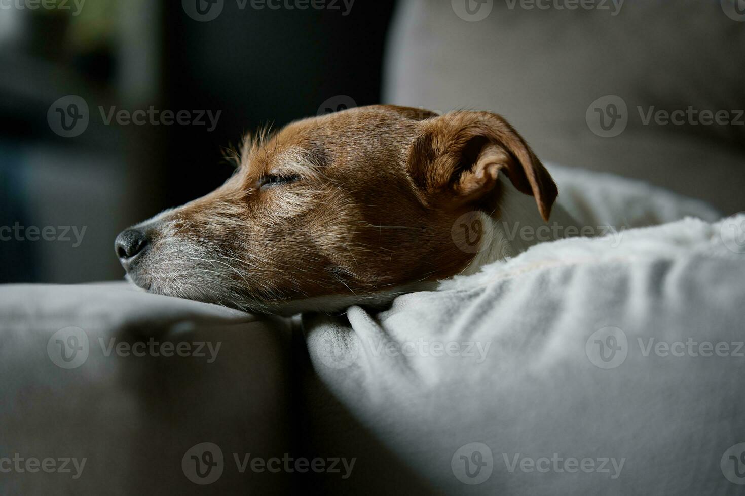 mignonne chien en train de dormir sur canapé, proche en haut portrait photo