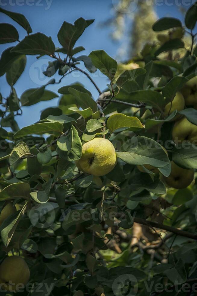 Jaune mûr coing fruit sur une arbre photo