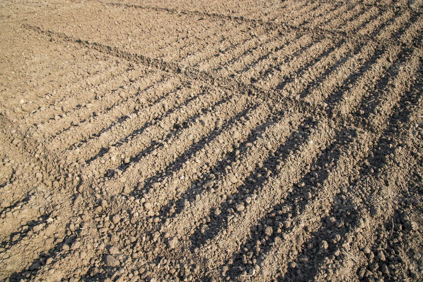 labouré sol dans une champ pendant préparation pour oignon la graine semis dans bangladesh photo