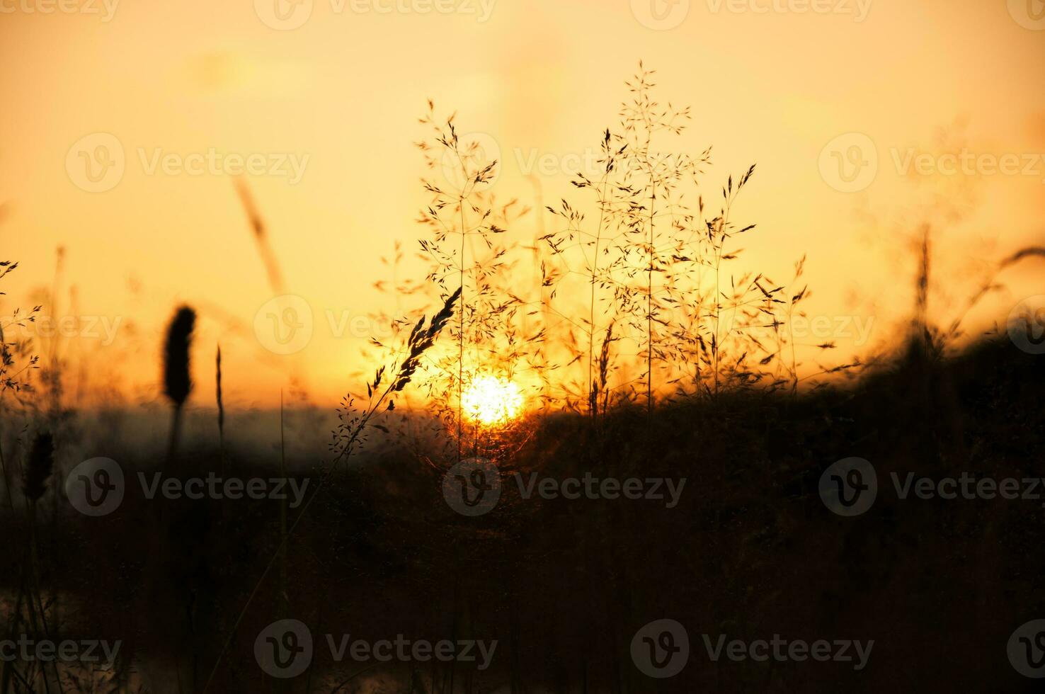 le coucher du soleil vue avec herbe photo