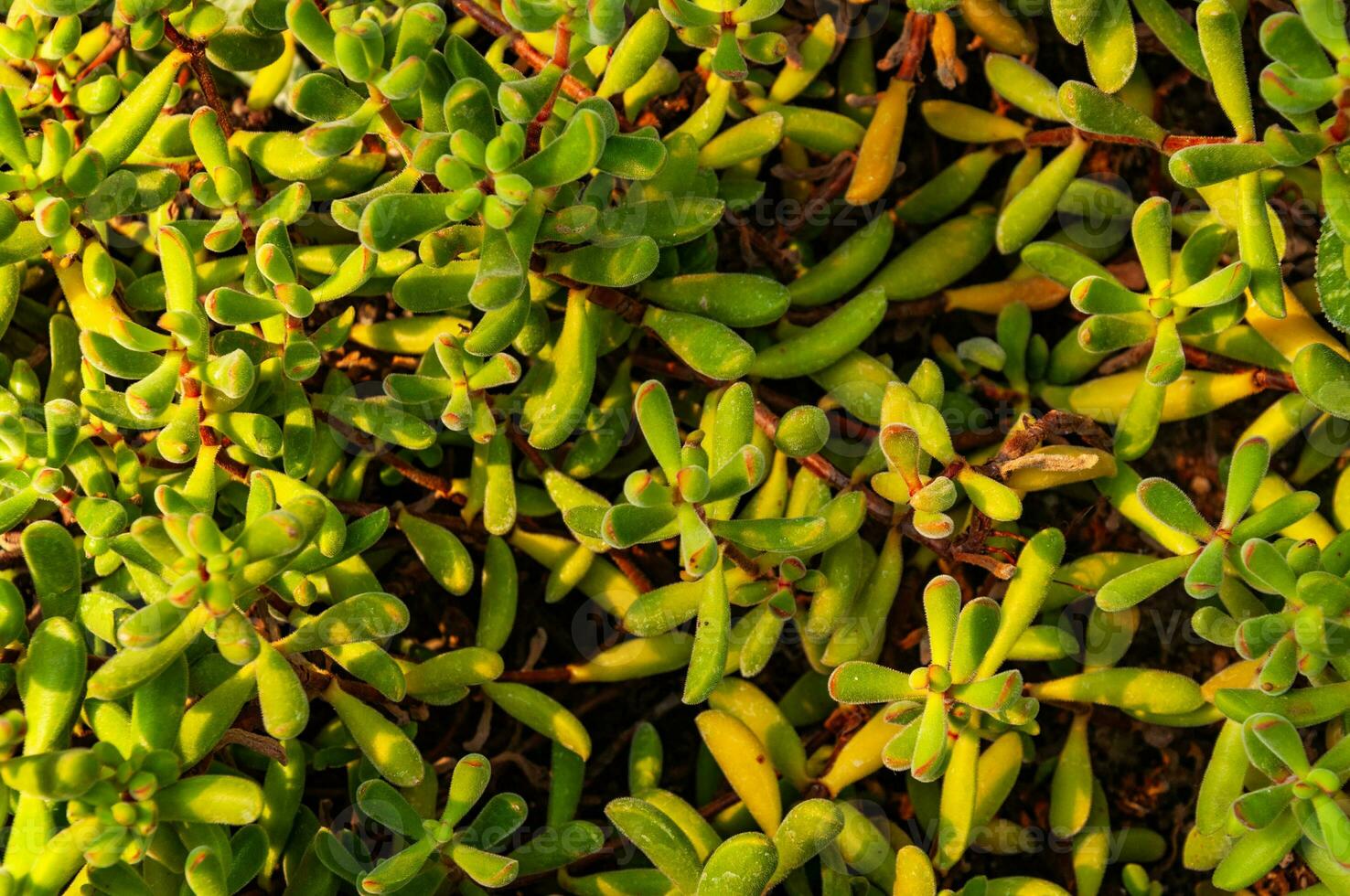 vert plante en dessous de le coucher du soleil des rayons photo