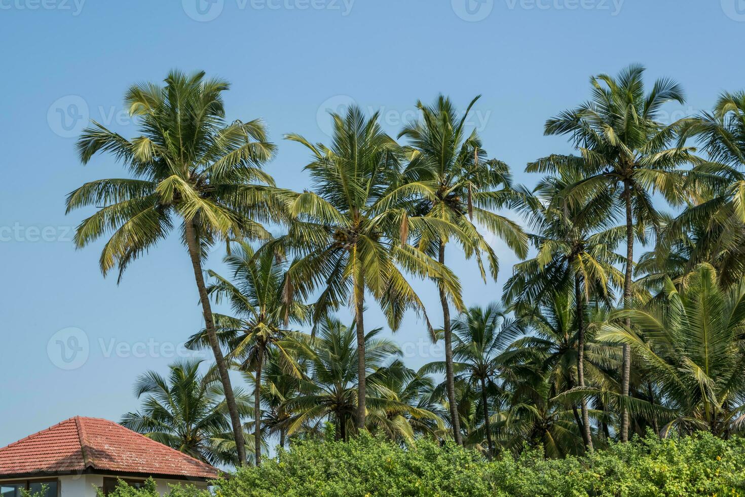 Hôtel ou vacances Accueil dans jungle parmi paume des arbres sur océan photo