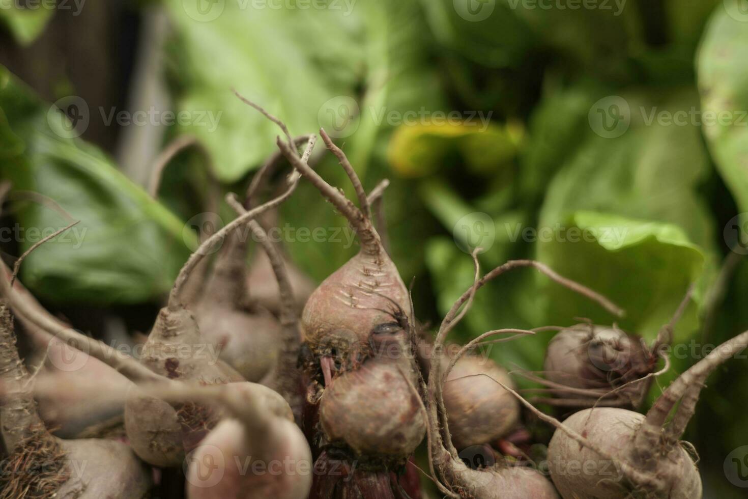 Frais récolté racines de betterave dans en bois Caisse, betteraves avec feuilles dans le marché photo