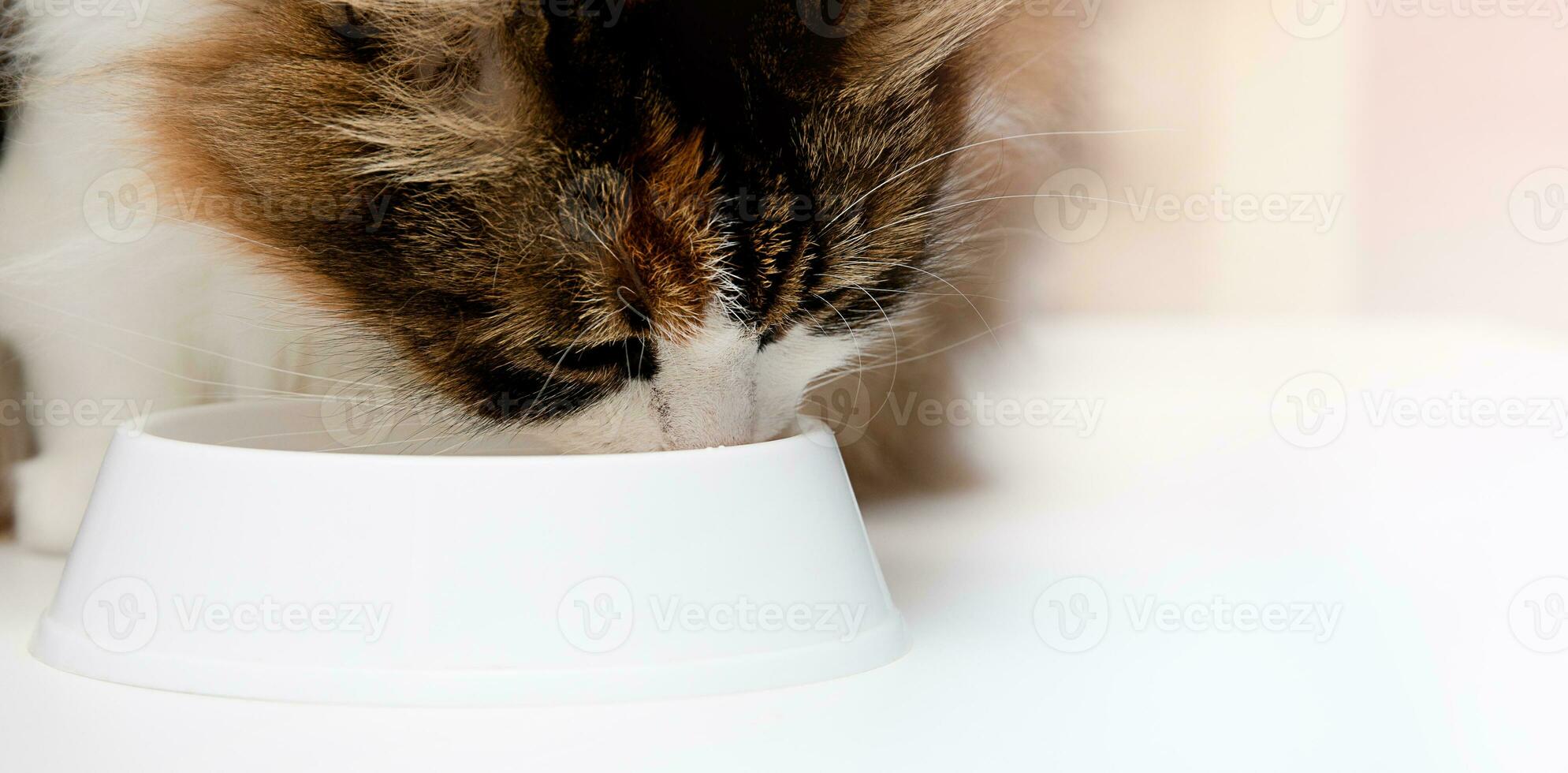 portrait de un orange-blanc-noir national chat en buvant Lait de une bol. espace pour texte. prise se soucier de animaux domestiques. photo