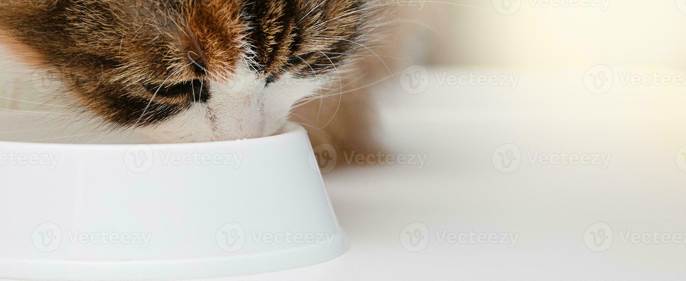 portrait de un orange-blanc-noir national chat en buvant Lait de une bol. espace pour texte. prise se soucier de animaux domestiques. photo