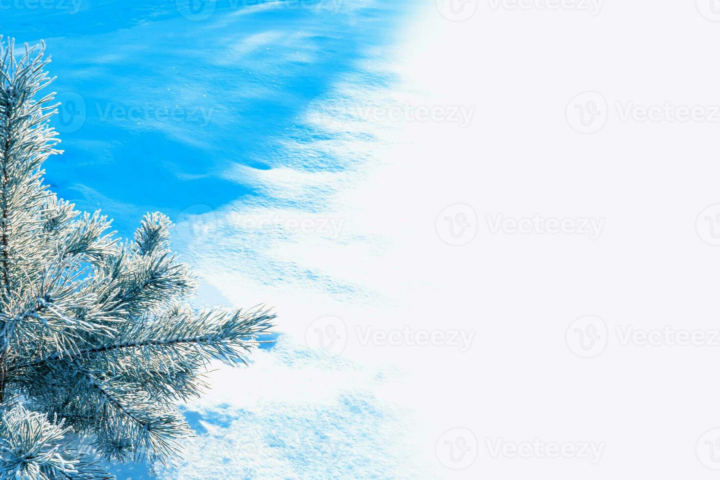 paysage. forêt d'hiver gelée avec des arbres couverts de neige. photo