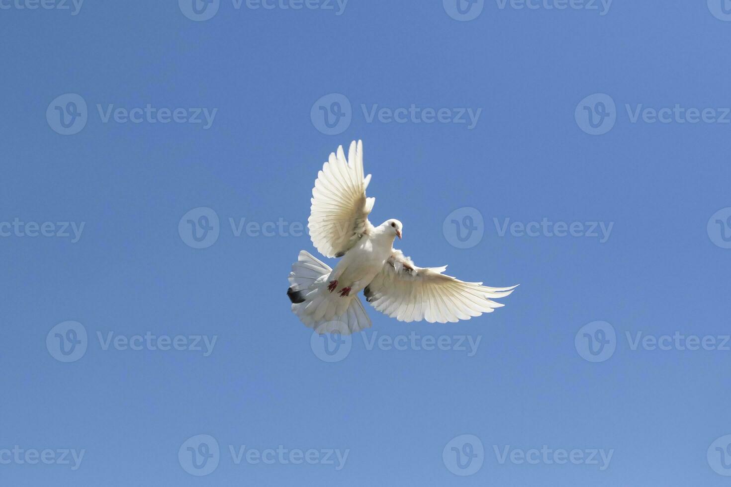 plein corps de blanc plume retour Pigeon en volant contre clair bleu ciel photo