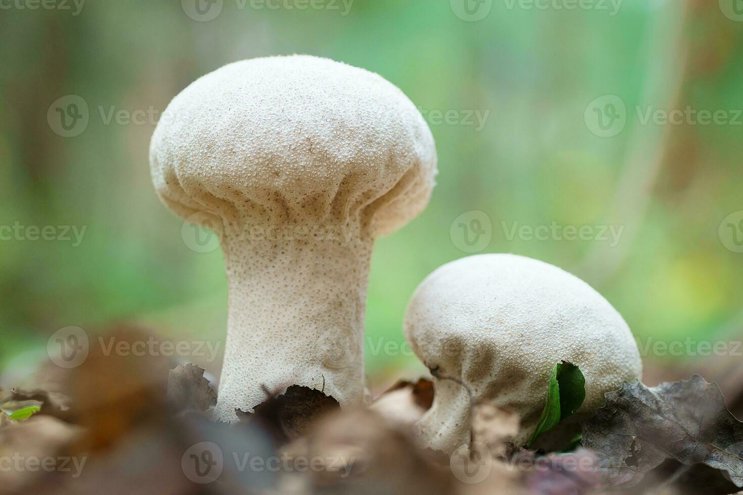 lycoperdon perlatum, populairement connu comme le commun vesse-de-poule, verruqueux vesse-de-poule, parsemé de pierres précieuses vesse-de-poule, ou le les diables tabatière photo