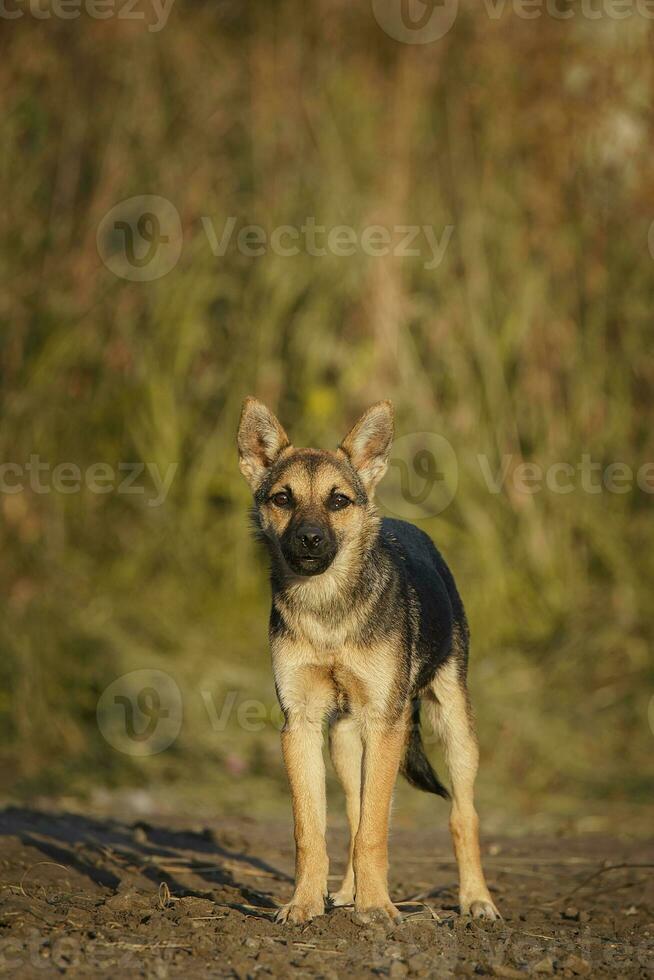 mignonne et alerte gris chiot séance dans luxuriant vert herbe.. photo