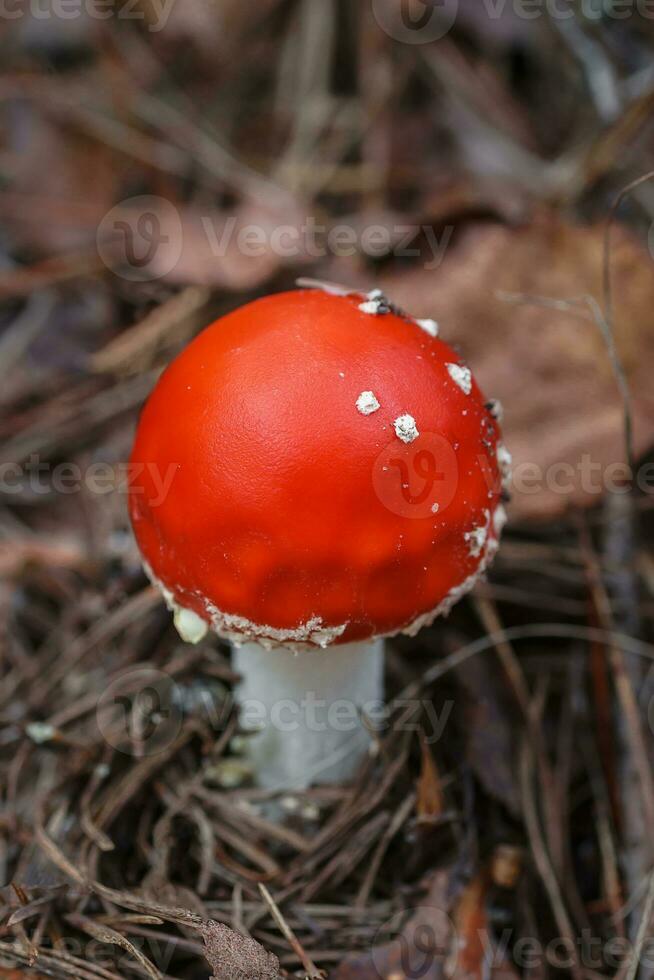 amanite muscari, mouche agaric magnifique roux hallucinogène toxique champignon.. photo