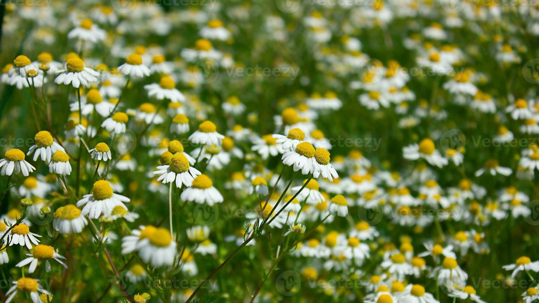 champ avec matricaire. magnifique fond d'écran avec épanouissement fleurs photo