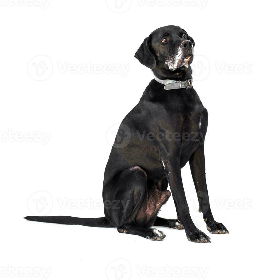 moyen taille porter secours chien isoler sur une blanc Contexte photo