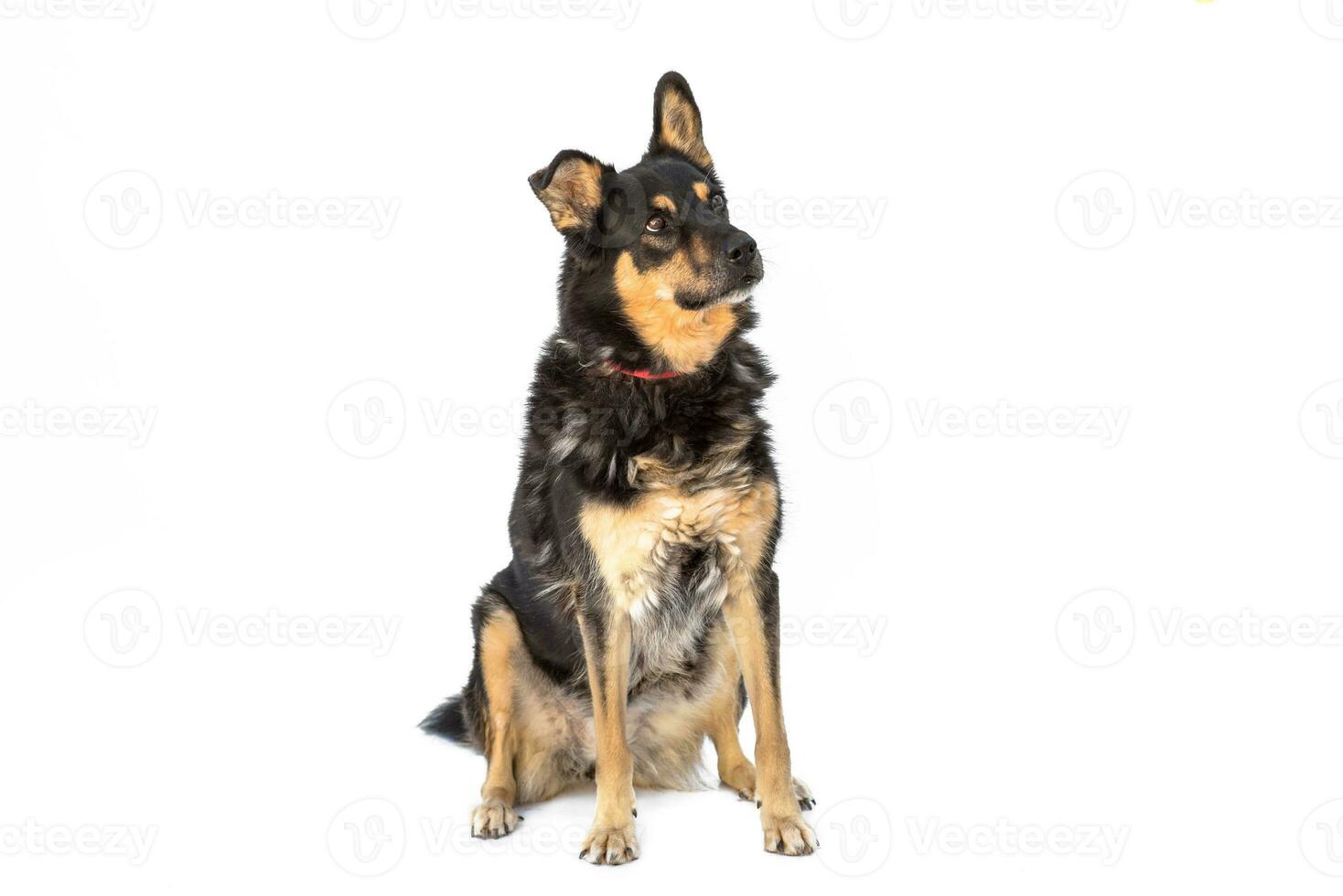 moyen taille marron et noir porter secours chien isoler sur une blanc Contexte photo