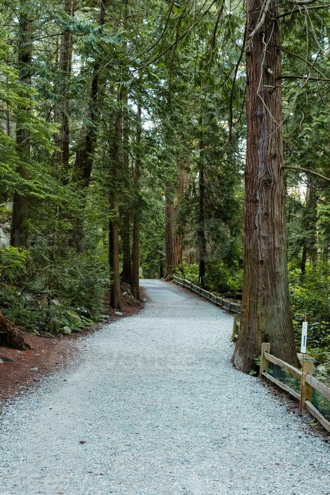 sentier dans canadien forêt photo