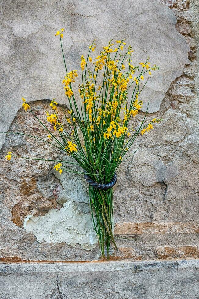 fleurs accroché sur le des murs dans pienza, toscane, Italie photo