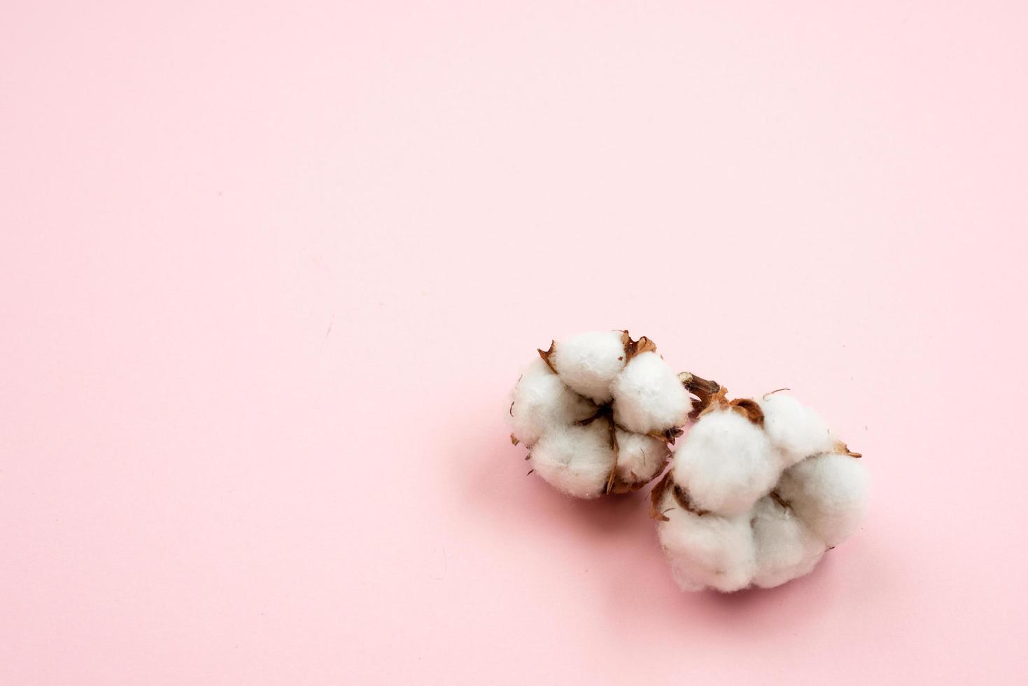 plante de coton couché isolé sur fond rose. espace de copie photo