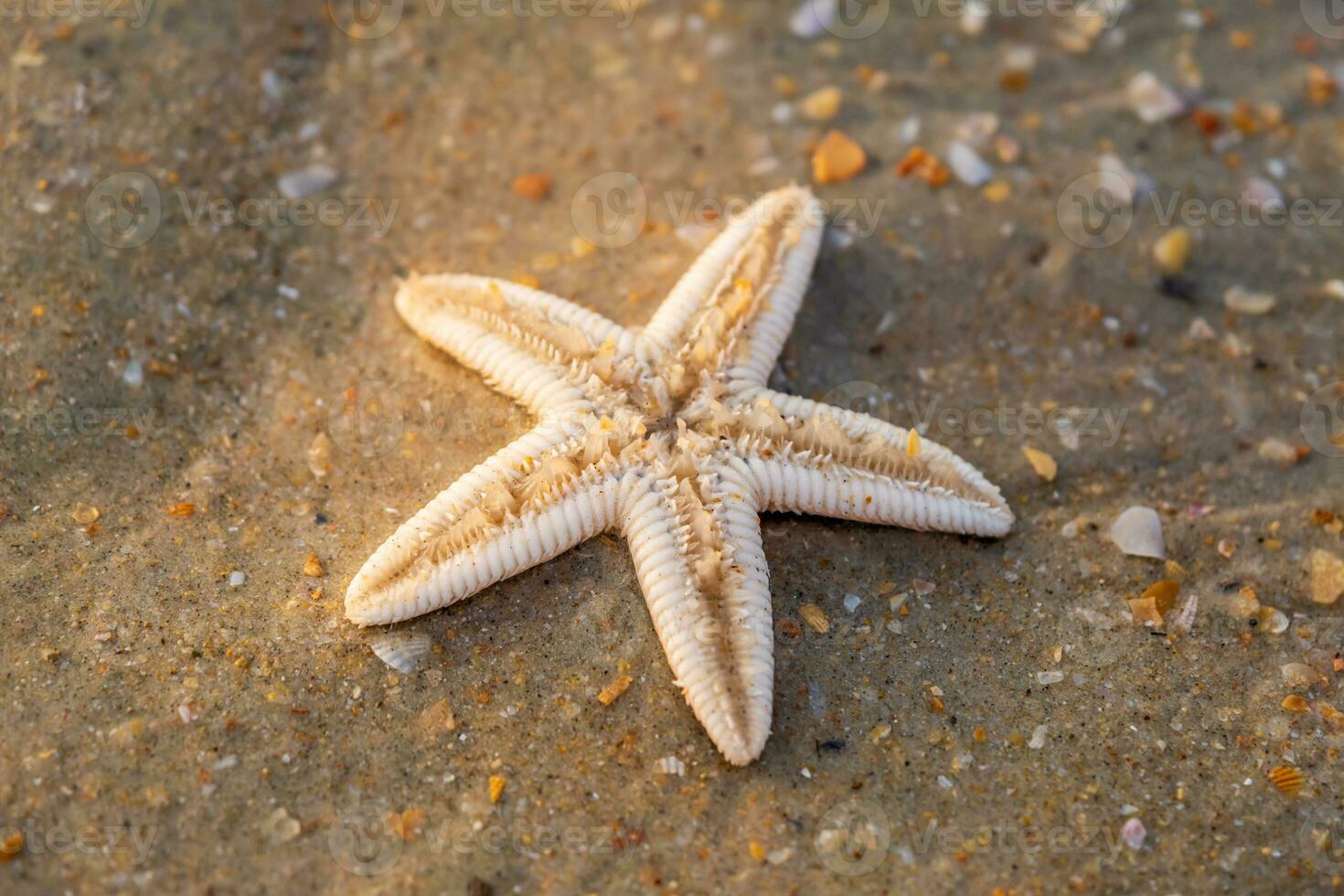 étoile de mer mensonge sur le sablonneux plage photo