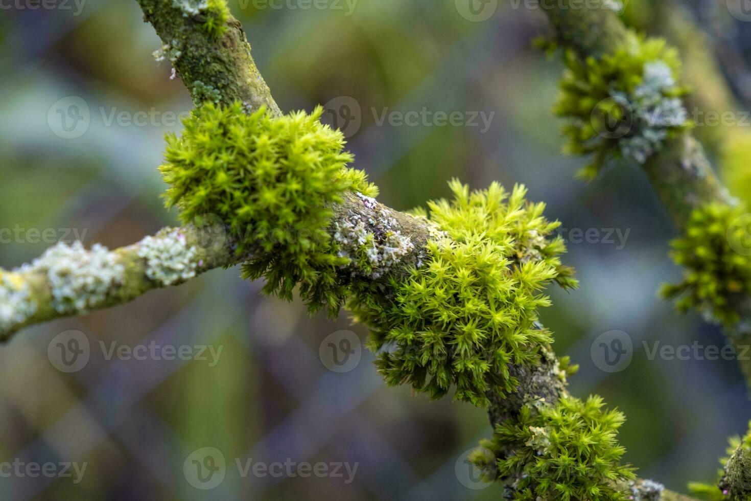 cette photo spectacle coloré feuilles et proche UPS de micro les pièces de les plantes