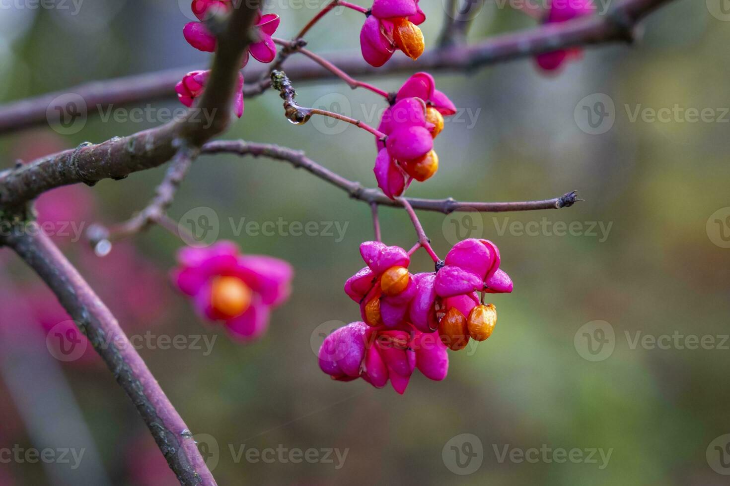 cette photo spectacle coloré feuilles et proche UPS de micro les pièces de les plantes