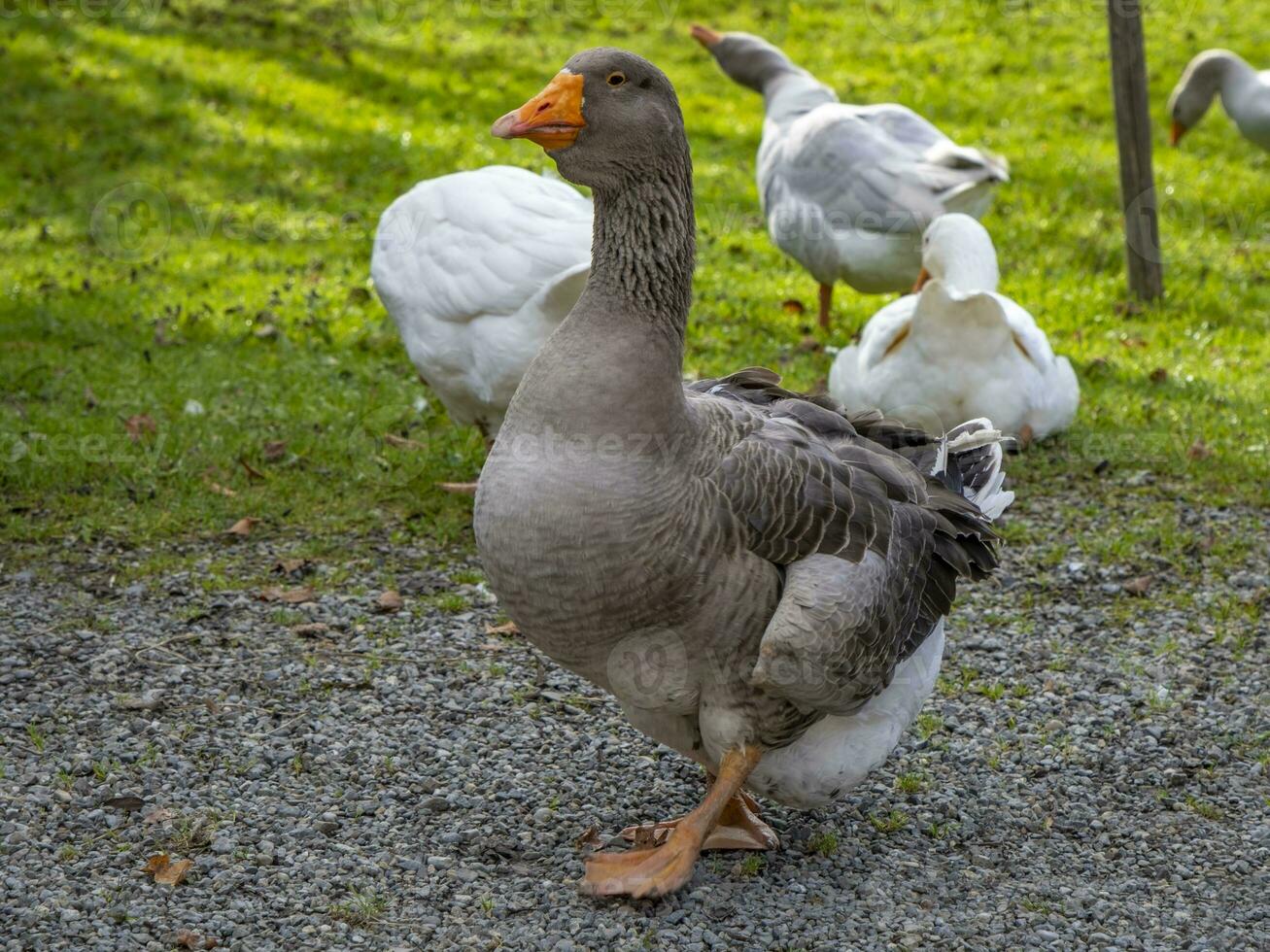 cette Photos spectacles animaux à un vieux Les agriculteurs village dans Allemagne