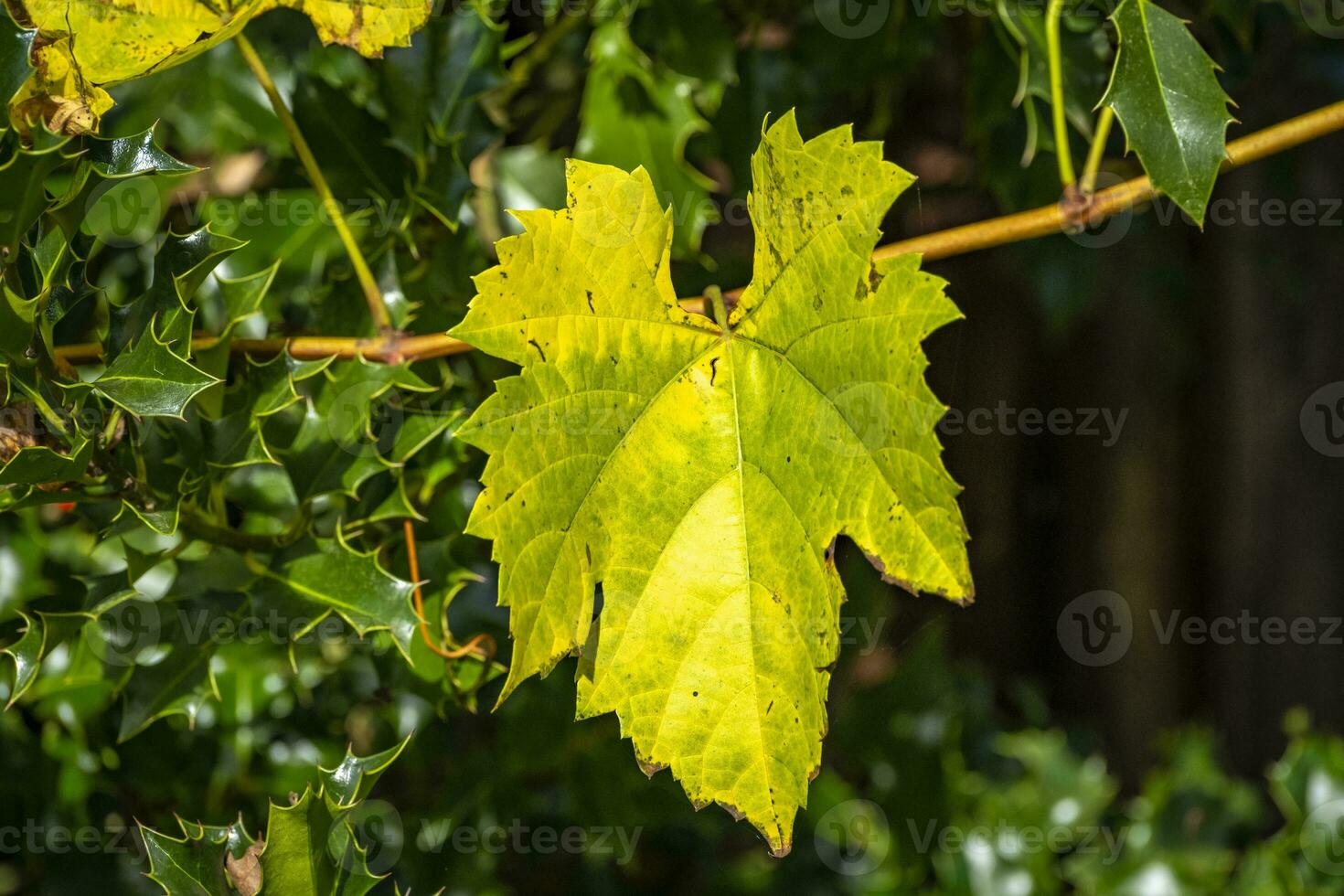 cette photo spectacle coloré feuilles et proche UPS de micro les pièces de les plantes