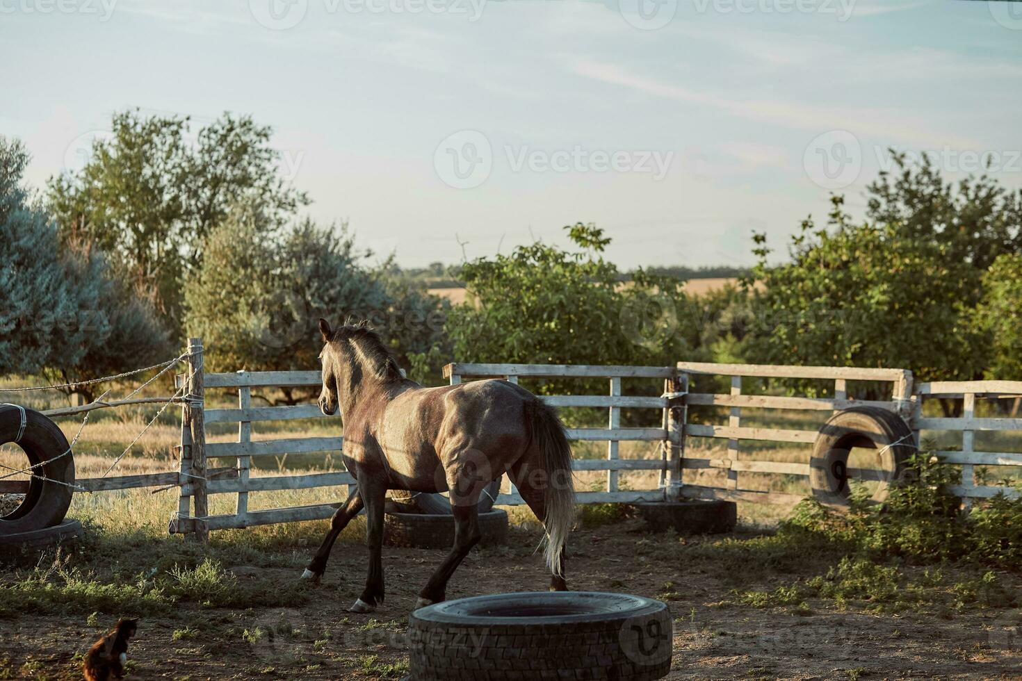 cheval fonctionnement dans le paddock sur le le sable dans été photo