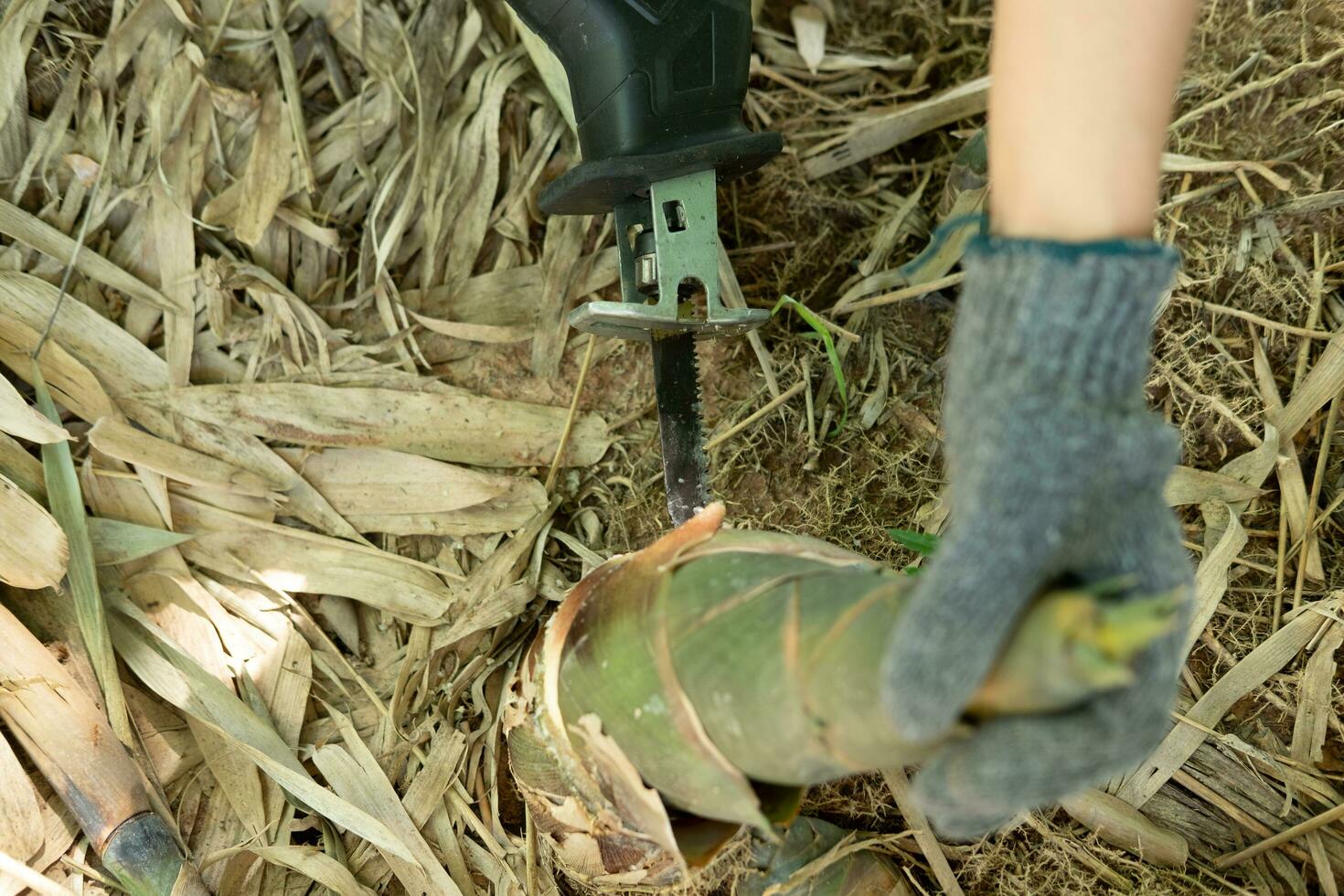 Les agriculteurs mains sont en utilisant une tronçonneuse à collecte bambou tire. photo