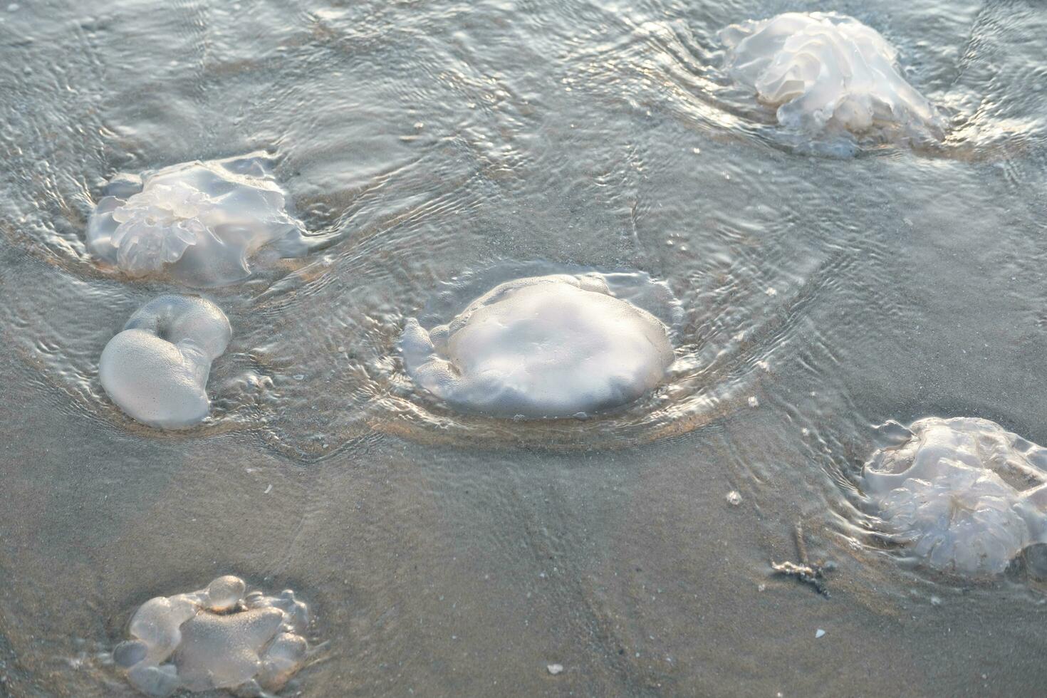 méduse population dérive à le plage et perdant leur vies dû à écologique, climatique et environnement les raisons photo