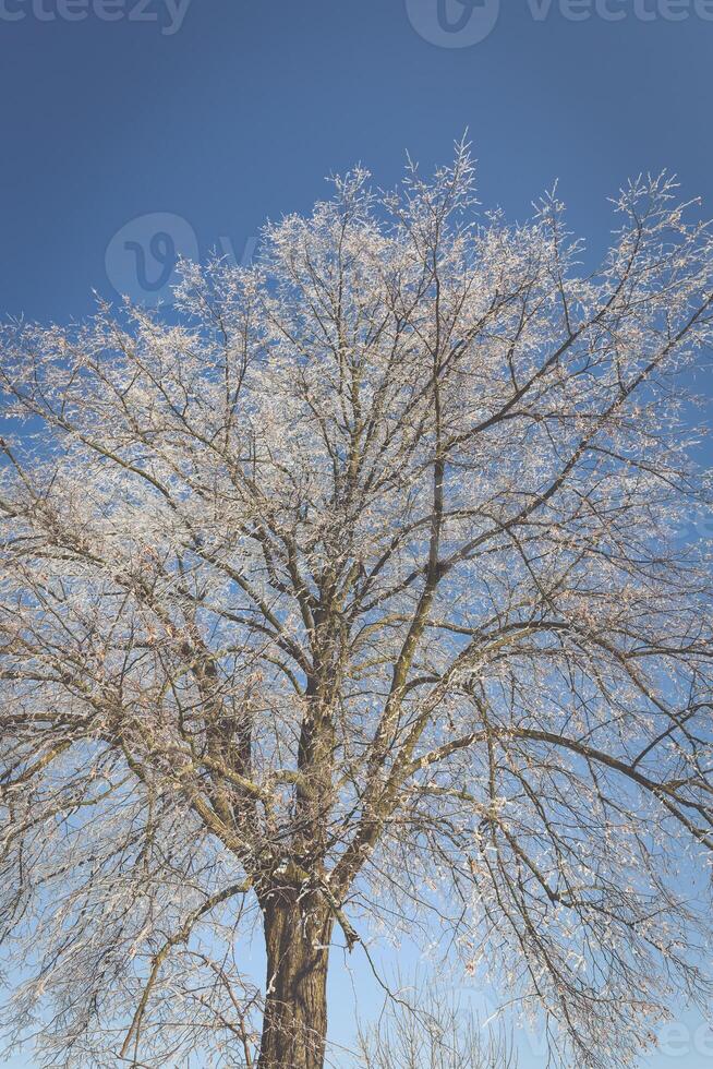 congelé arbre sur hiver champ et bleu ciel photo