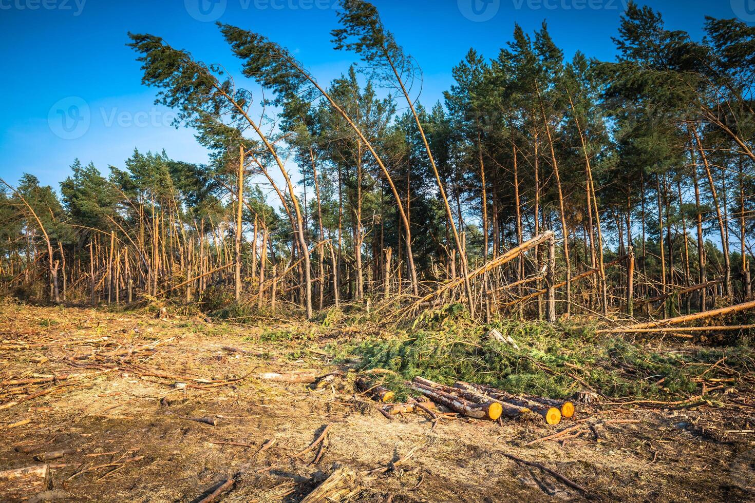 détruit forêt comme un effet de fort orage photo