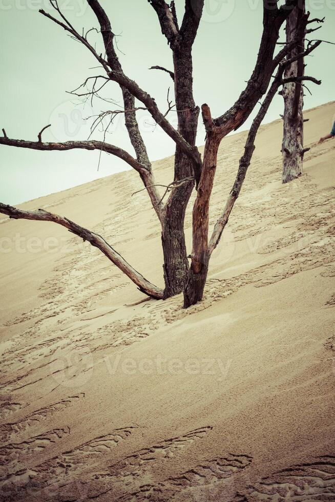 le célèbre dune de pyla clôtures, le le plus élevé le sable dune dans L'Europe  photo