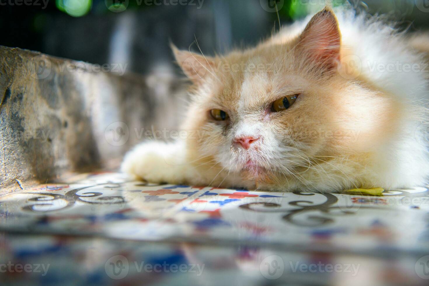 blanc persan chat mensonge sur sol et Regardez à caméra, animal de compagnie et animal photo