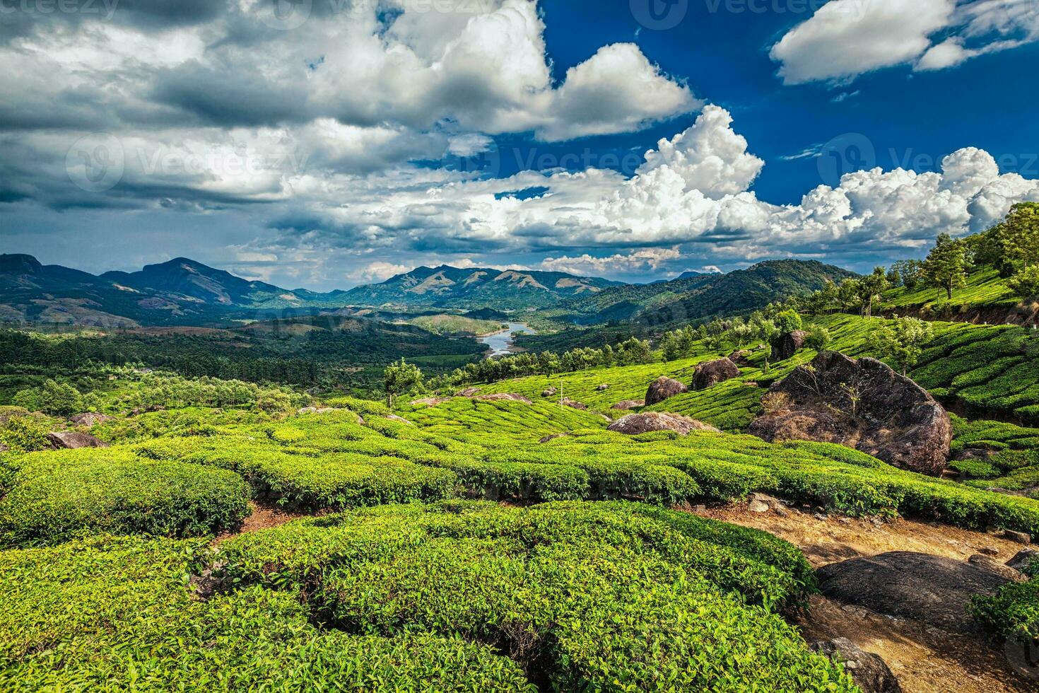 thé plantations et rivière dans collines, Kerala, Inde photo