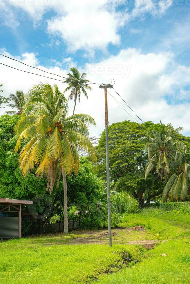 paume arbre et autre plante dans tropical pluie forêt lautoka, Fidji photo
