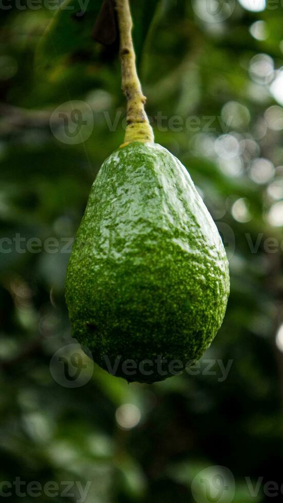 fermer avocats fruit pendaison dans le arbre photo