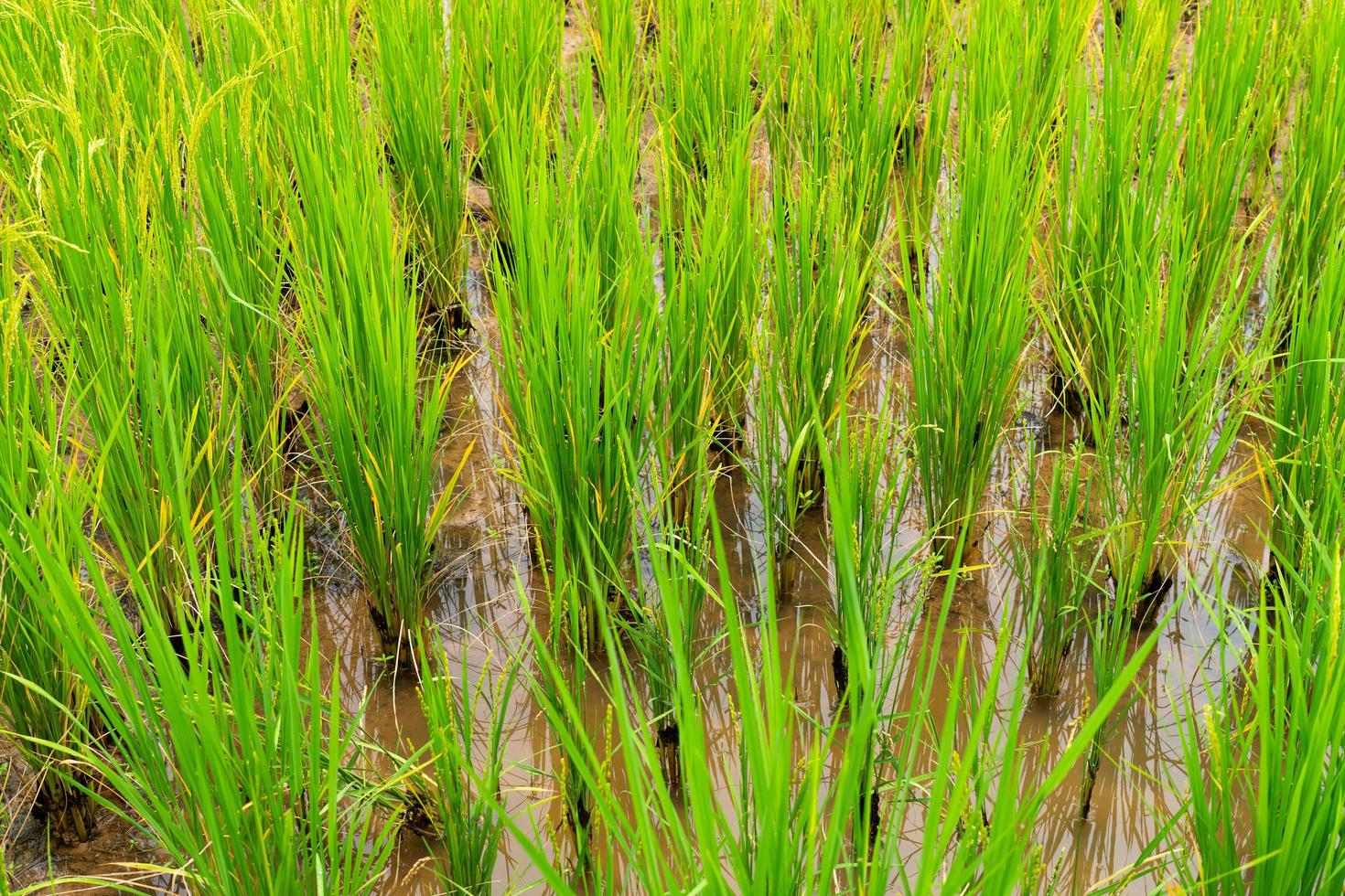 gros plan photo de rizière dorée et verte