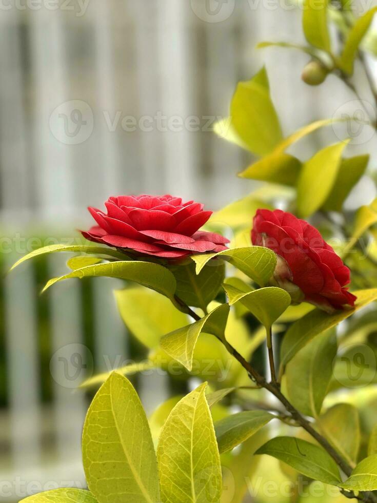 magnifique rouge des roses ou camélia japonica dans le jardin photo